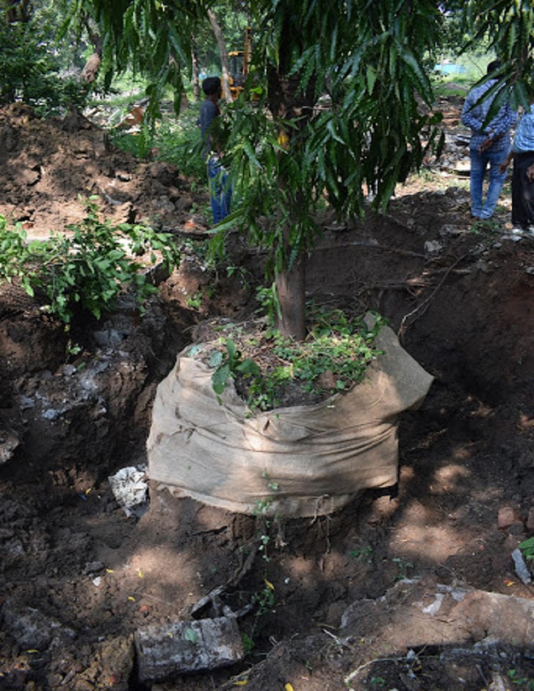 वड़ोदरा जिले में वृक्ष प्रत्यारोपण की प्रक्रिया चल रही है