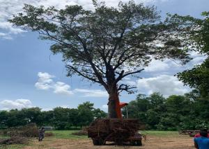 वडोदरा गुजरात में वृक्ष प्रत्यारोपण कार्य प्रगति पर
