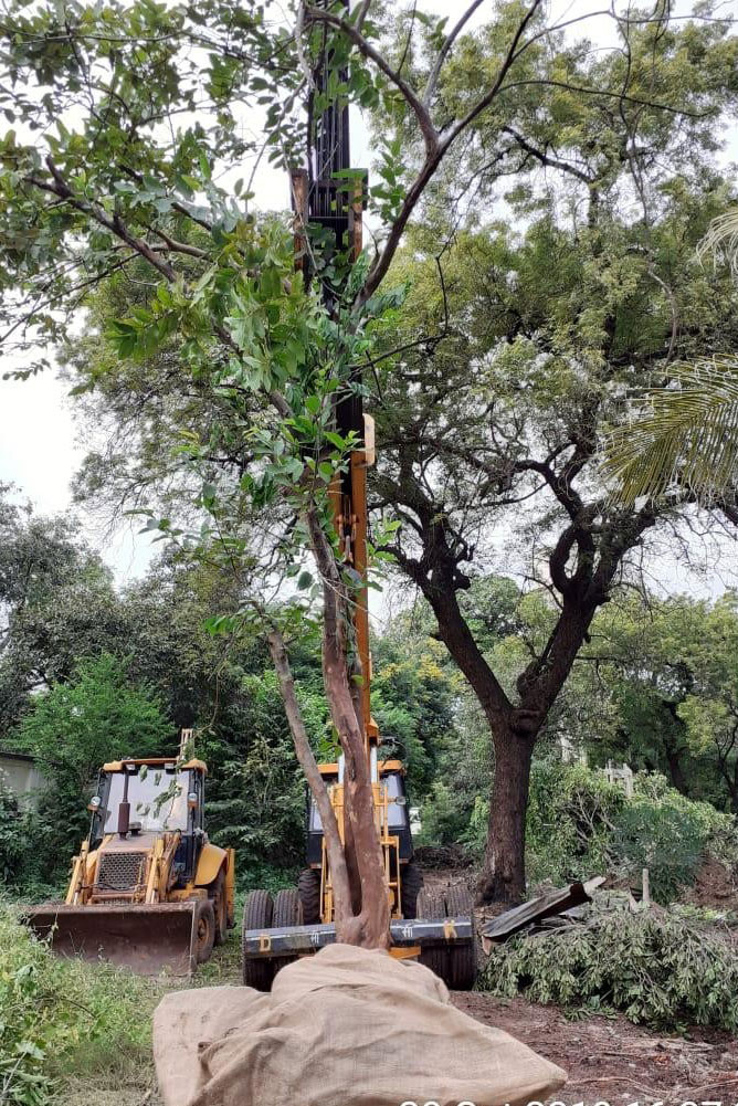 Tree transplantation in Vadodara area